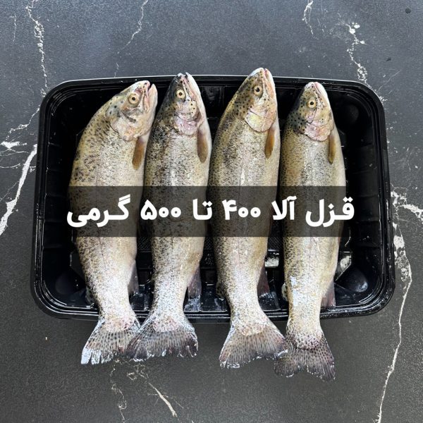 ماهی قزل آلا 400 تا 500 گرمی