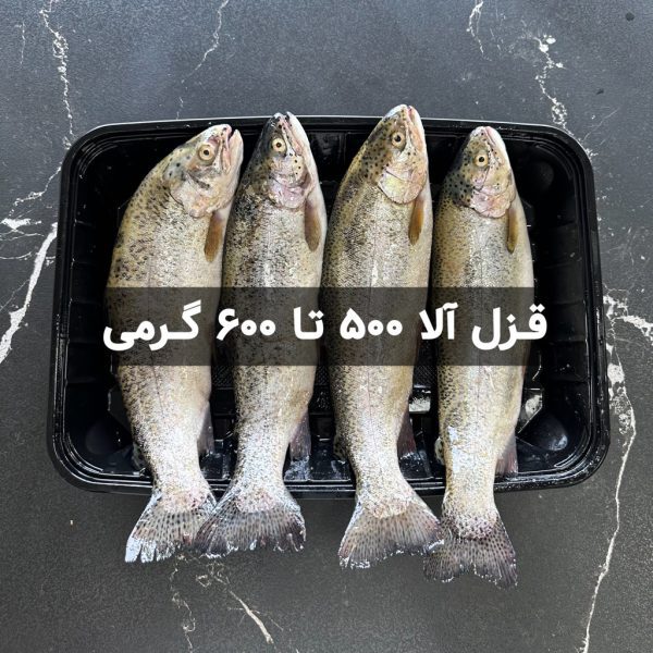 ماهی قزل آلا 500 تا 600 گرمی
