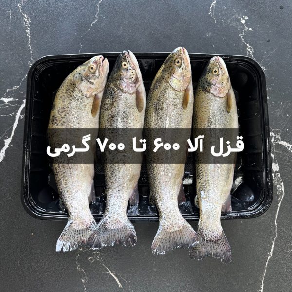 ماهی قزل آلا 600 تا 700 گرمی