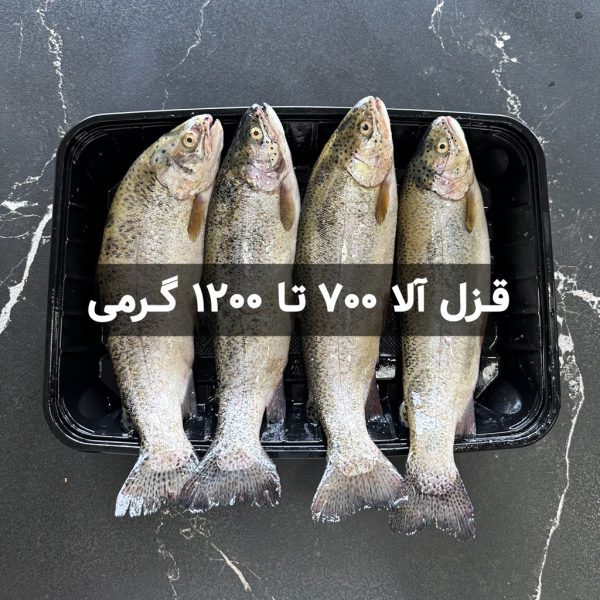 ماهی قزل آلا 700 تا 1200 گرمی