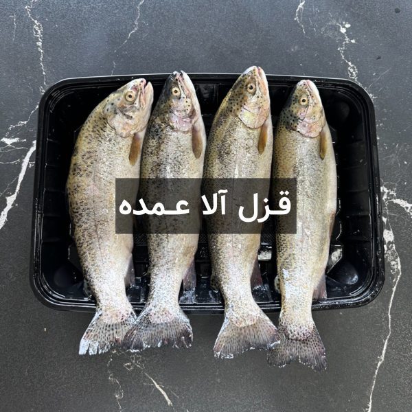 ماهی قزل آلا عمده